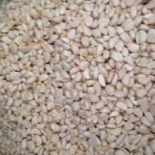 農產品批發大蒜價格與市場分析